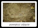 Dołek w ziemi - miejsce kąpieli piaskowej jarząbka. Kuraki, podobnie jak kury domowe, często zażywają kąpieli pyłowych, pozbywając się w ten sposób pasożytów. - fot. Romuald Mikusek