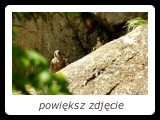 W górach sokół wędrowny gniazda zakłada na półkach skalnych. - fot. Romuald Mikusek