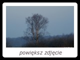Cietrzewie w ciągu dnia często przysiadują na szczytach samotnych drzew wśród łąk, nierzadko w pobliżu aren tokowych. - fot. Romuald Mikusek