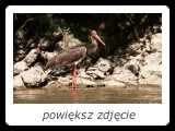 Bocian czarny żerujący przy brzegu Dunajca. Duże natężenie spływów sprawiło, że stał się tu obojętny na obecność człowieka. - fot. Romuald Mikusek